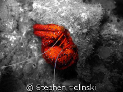 There's no hiding from Photoshop, sorry little guy.  Herm... by Stephen Holinski 
